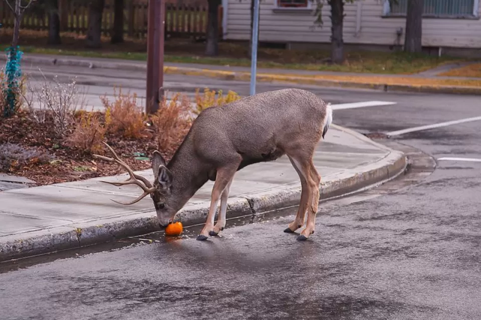 Deer eating an orange on a Banff street